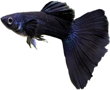 Black Guppy